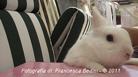INGRANDISCI - Fotografia di Francesca Bedini - 2011