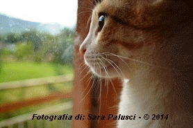 INGRANDISCI: fotografia di Sara Palusci