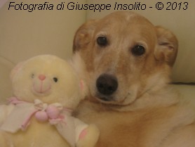 INGRANDISCI: foto di Giuseppe Insolito