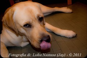 INGRANDISCI - Foto di Lidia Nastasa (Jai)