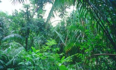 http://www.ecosostenibile.org/Immagini/foresta%20pluviale.jpg