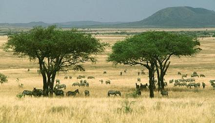 http://meioambiente.culturamix.com/blog/wp-content/gallery/savana-africana/savana-africana-12.jpg