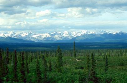 http://upload.wikimedia.org/wikipedia/commons/2/2d/Picea_glauca_taiga.jpg